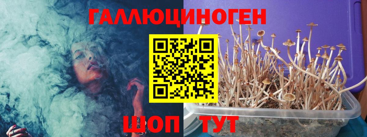 Кстово  Псилоцибиновые грибы Cubensis  Вход с VPN 